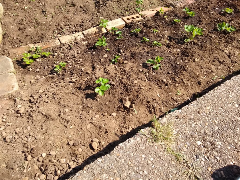 A patch of soil which has several young strawberry plants.