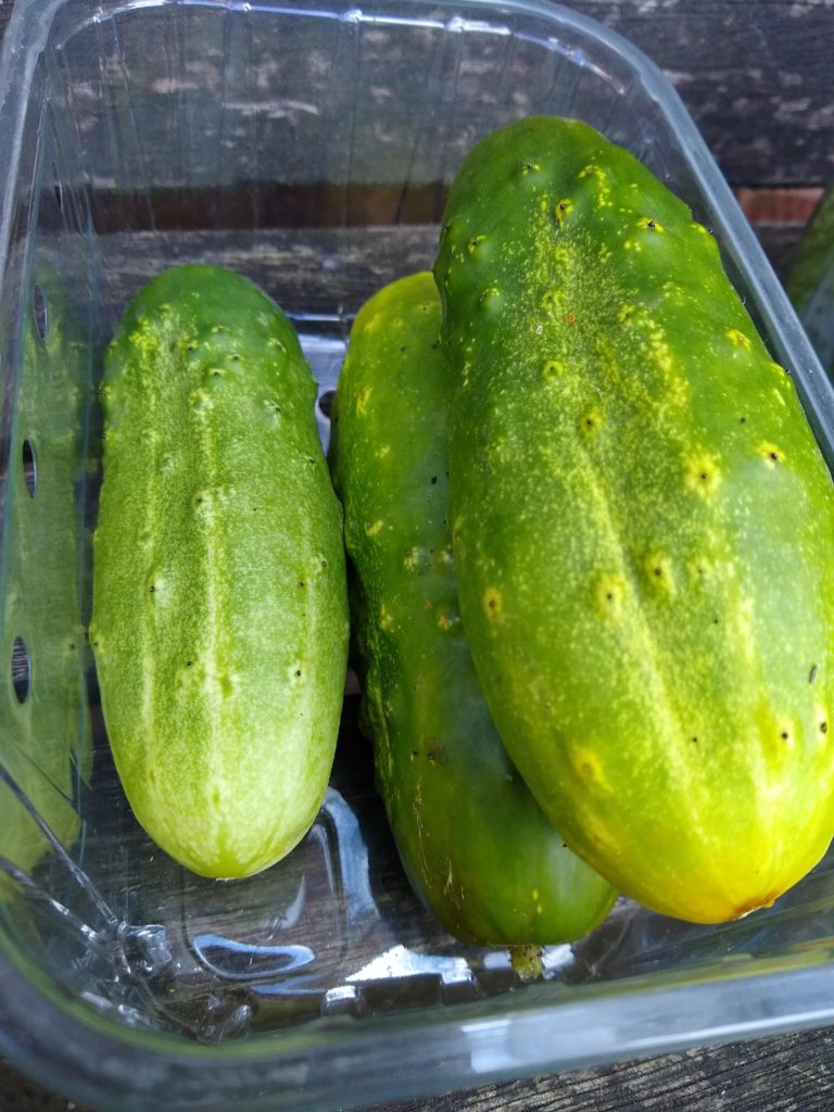 Three green cucumbers in a plastic, see-through tub.