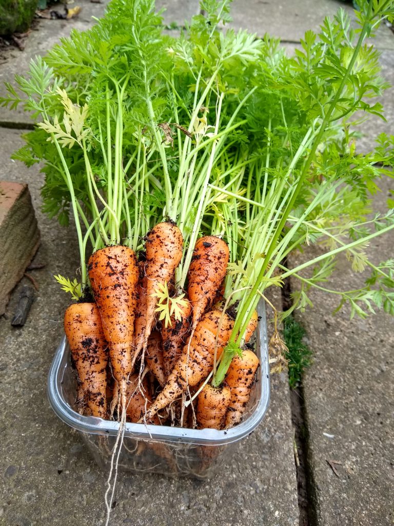 A see-through tub of small orange Chantenay carrots with green leaves.

