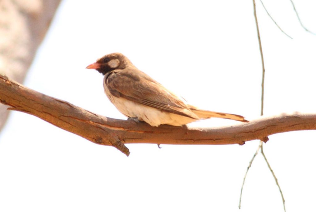 A photo of a honey guide, on a branch.