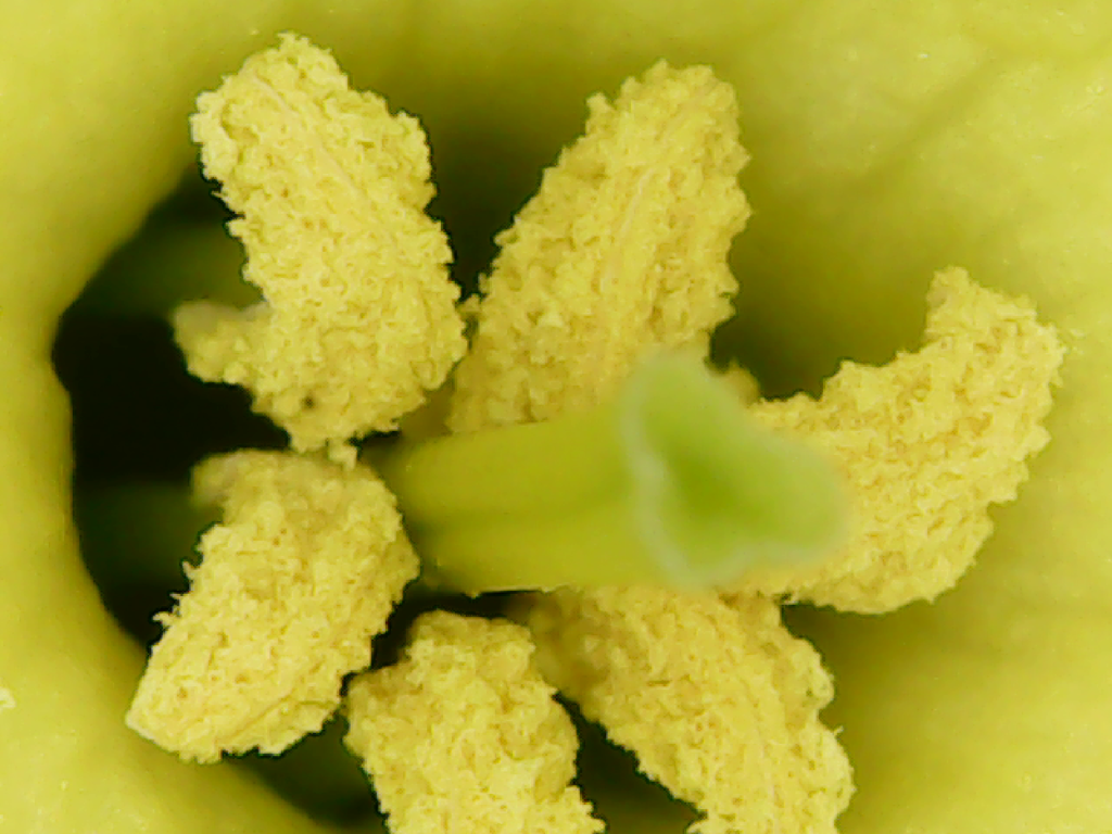 A photo showing the pollen grains on the anthers of a daffodil.