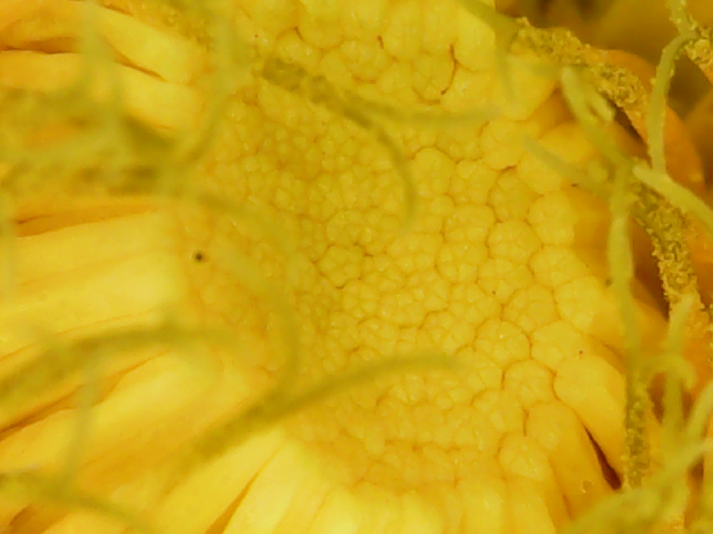 A photo showing a dandelion with lots of stigmas.