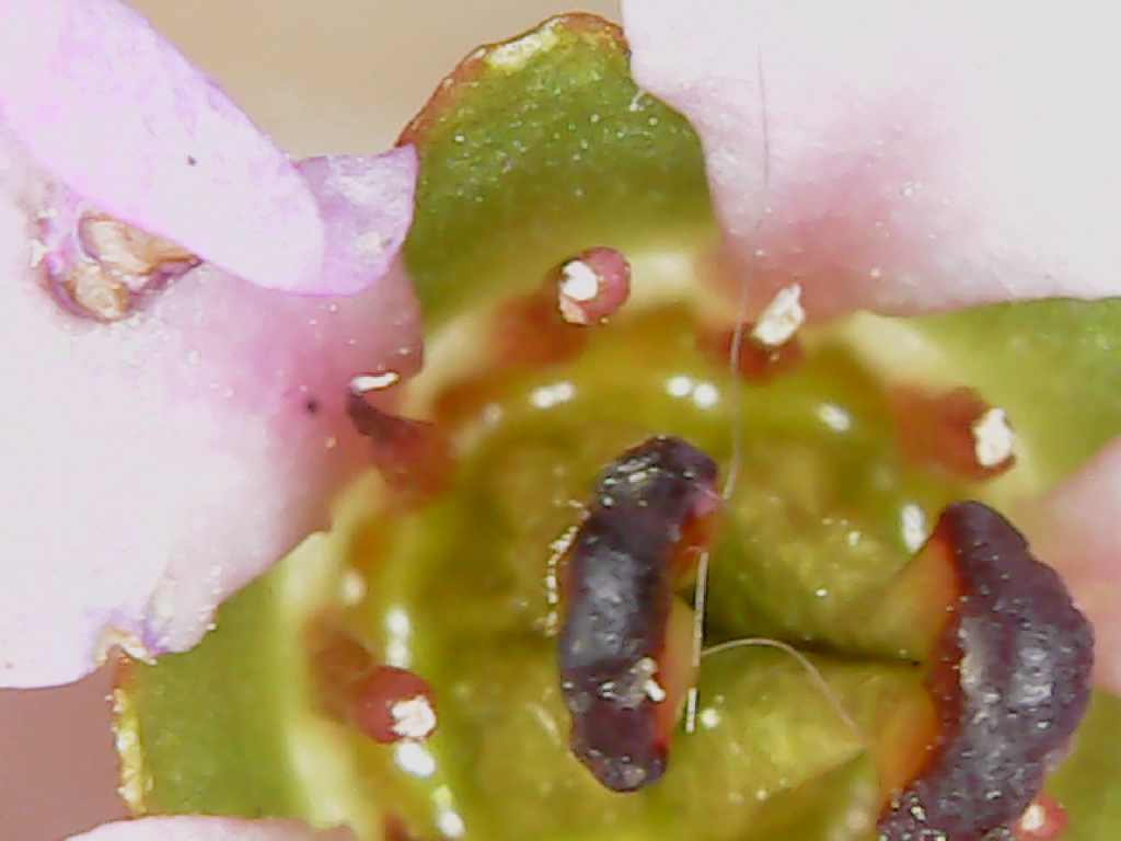 A photo showing a pink flower with parts inside that look like insects.