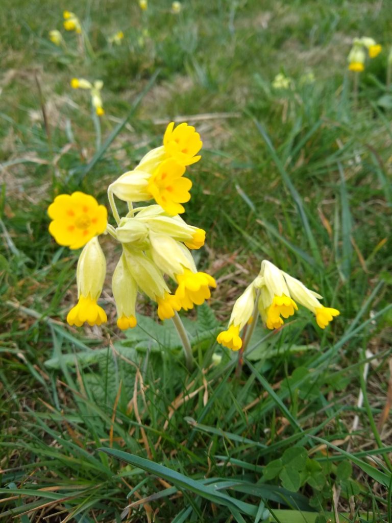 A photo of a closeup cowslip.