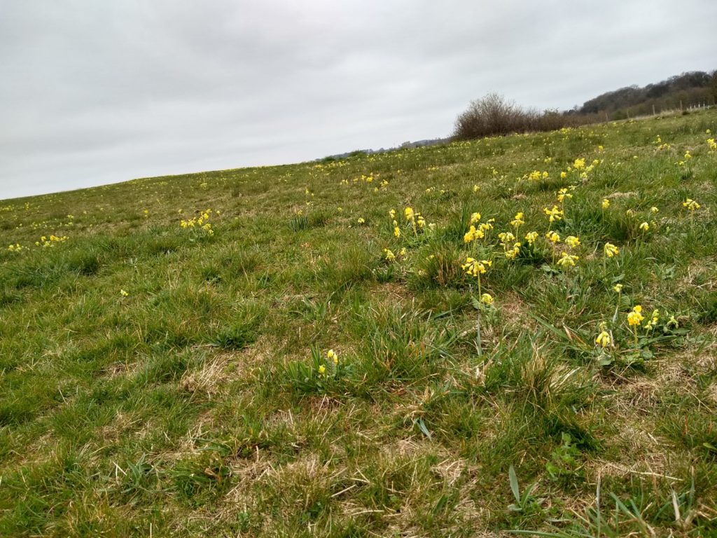 A photo showing a hill covered in cowslips. 