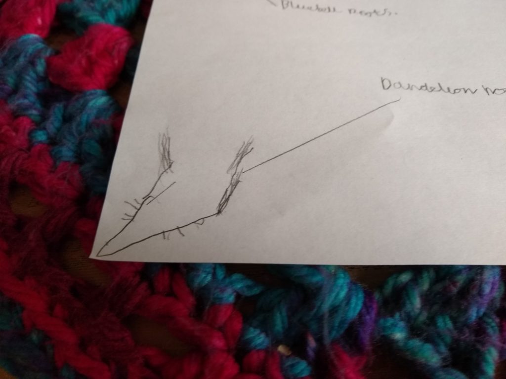 A photo showing the dandelion sketch which has a thick main root and roots coming out of it.