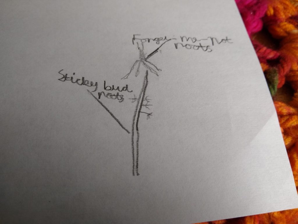 A photo showing the sketches for the sticky bud and forget-me-not which have one main root and branches coming out of the sides.