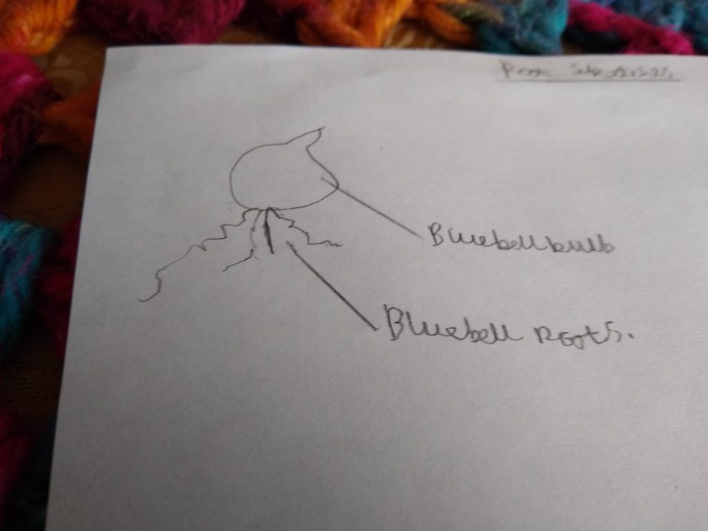 A photo showing my sketch of bluebell roots coming out of a bulb.