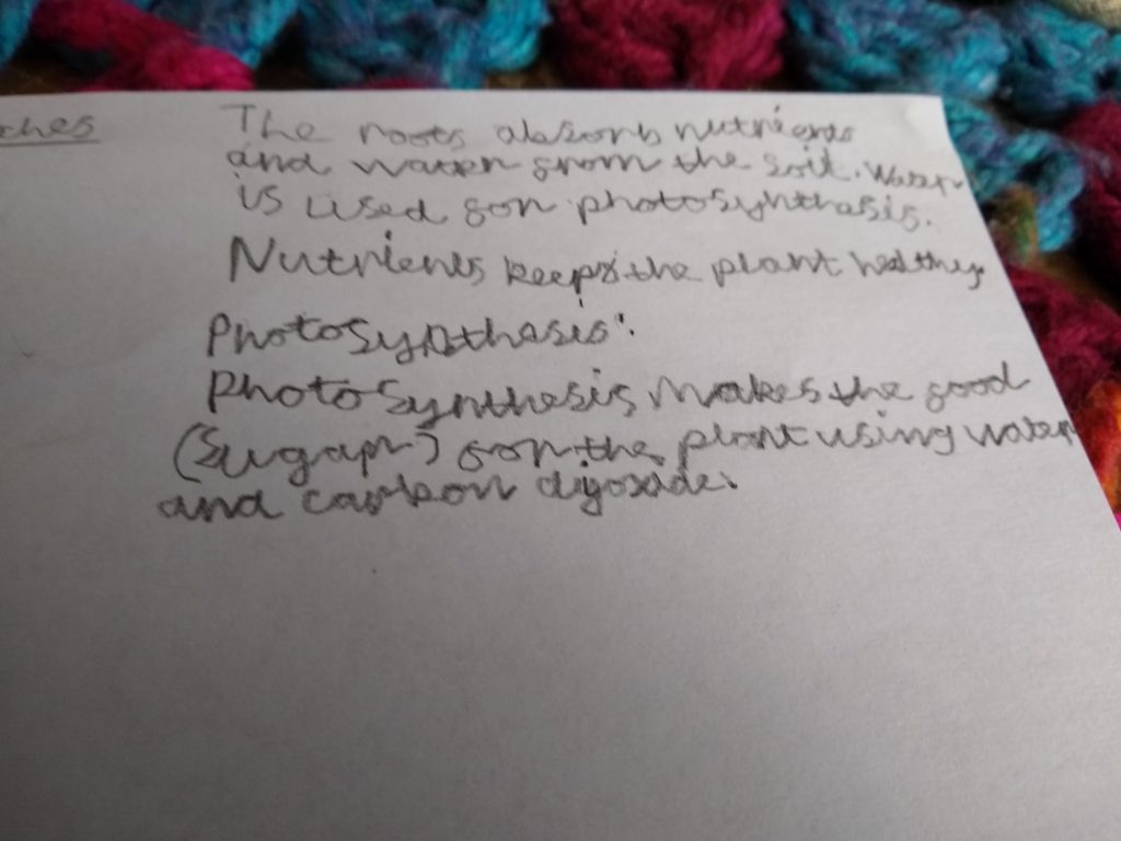 A photo showing the answers to the questions. My photosynthesis paragraph says: "Photosynthesis makes the food (sugar) for the plants using water and carbon dioxide."