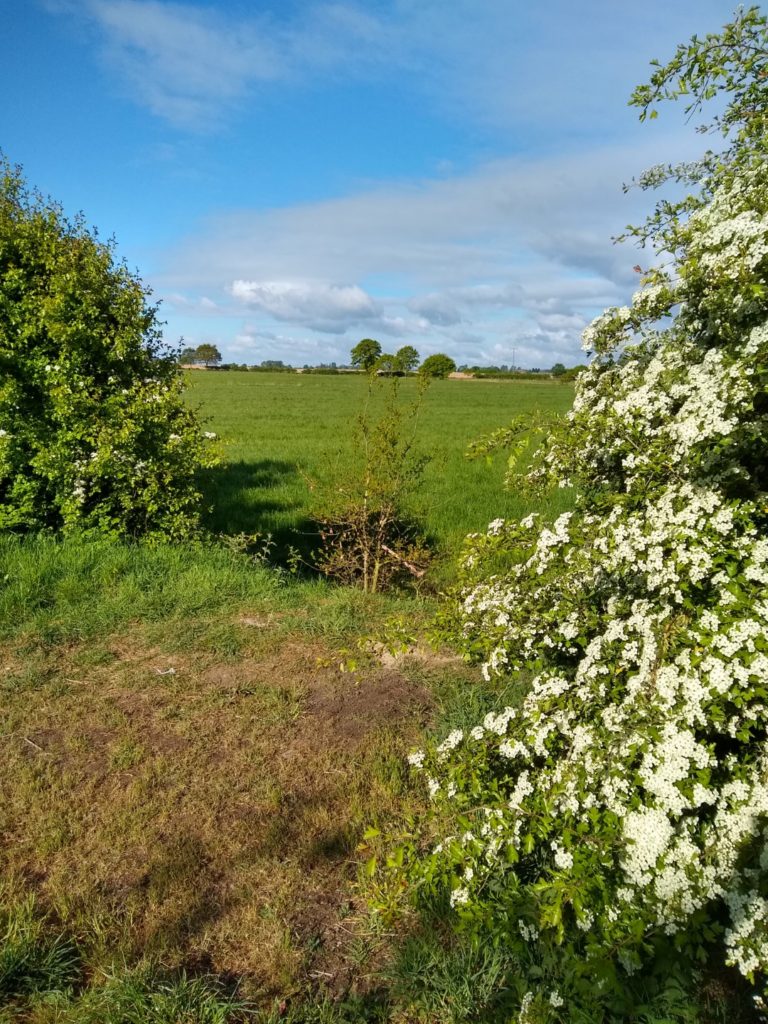 A photo showing a field and some white flowers that we go past.