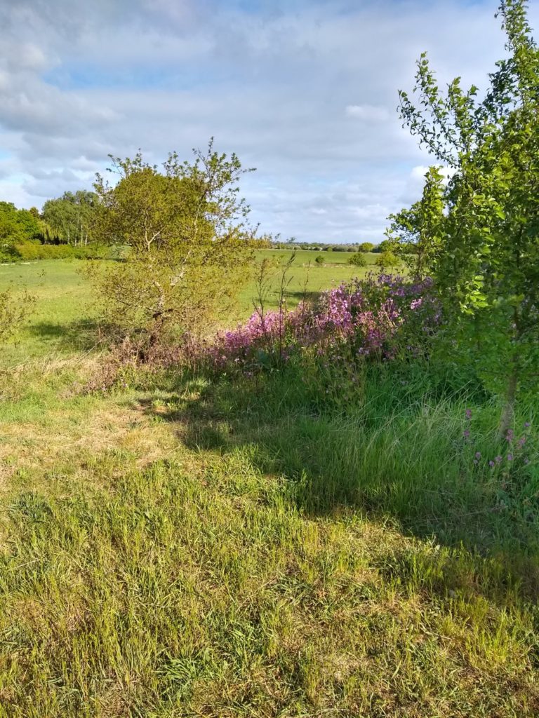 A photo showing some pink flowers that we go past.