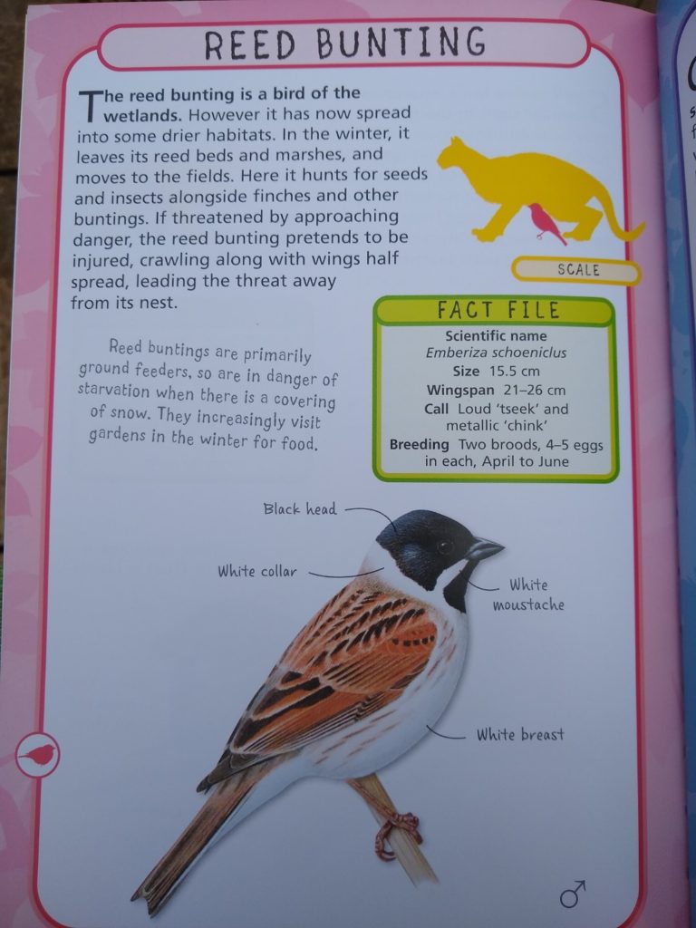 A photo of a page in a bird book showing a reed bunting with a black head and white collar.