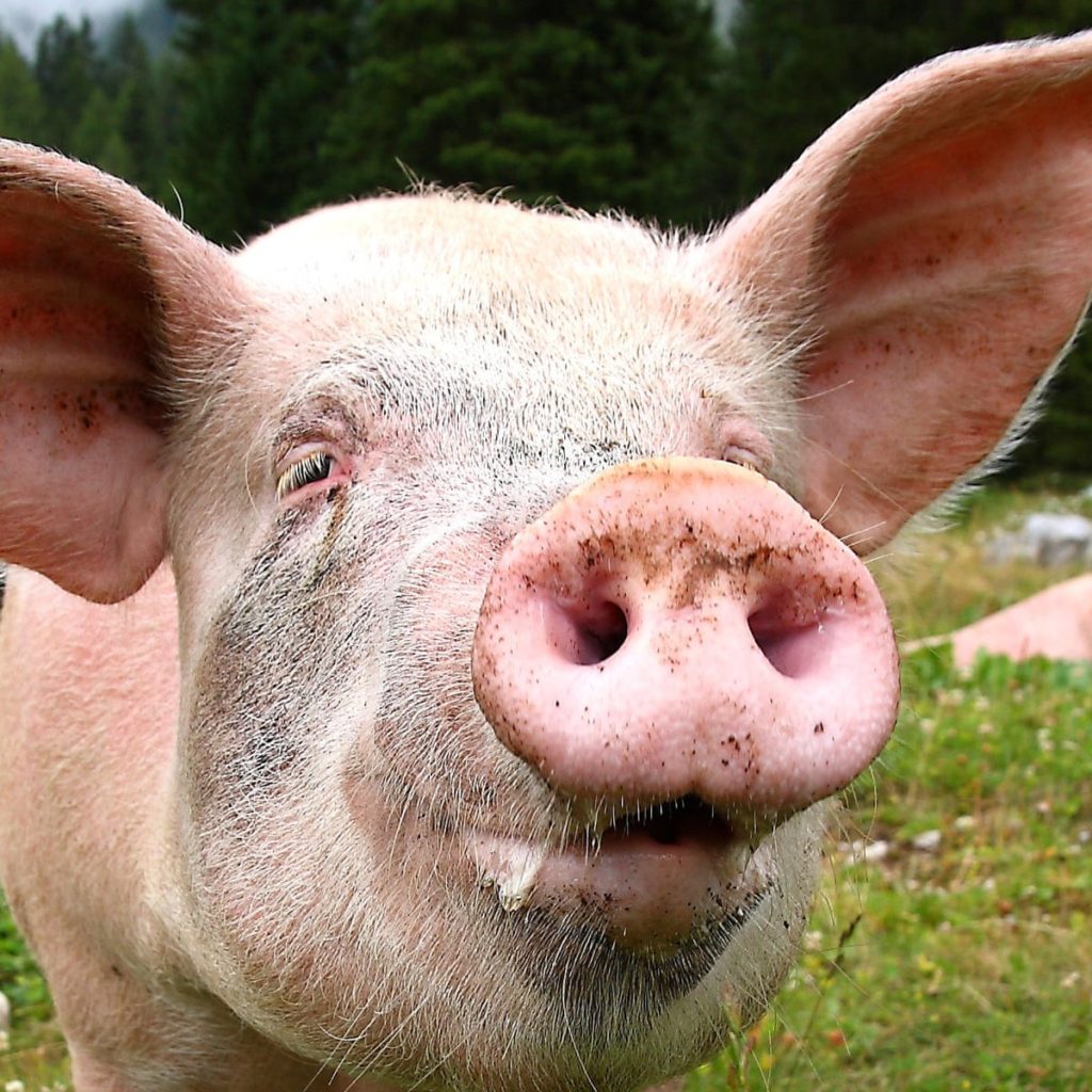 A photo of a pig.