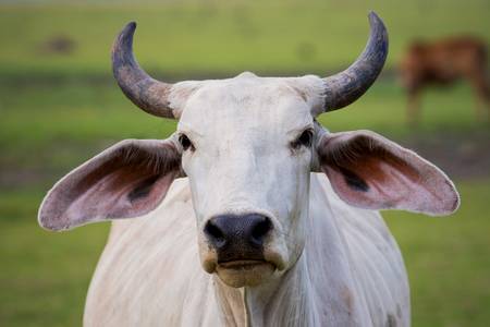 A photo of a white ox.