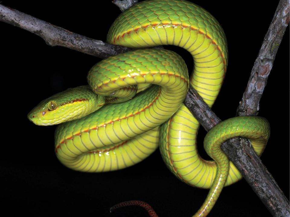 A photo of a green snake wrapped around a branch.