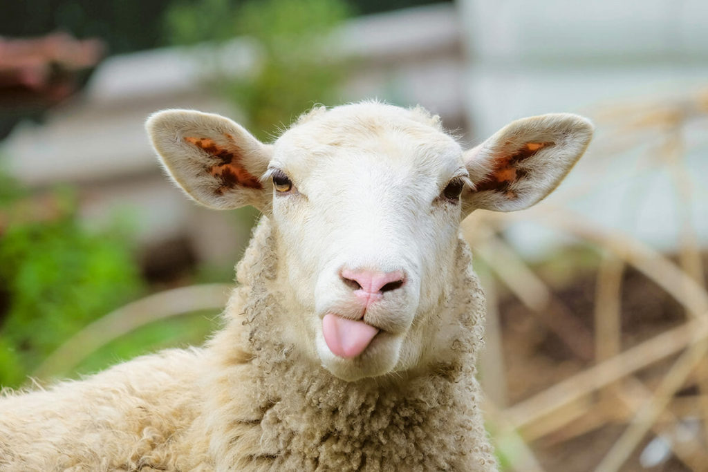 A photo of a sheep sticking its tongue out.