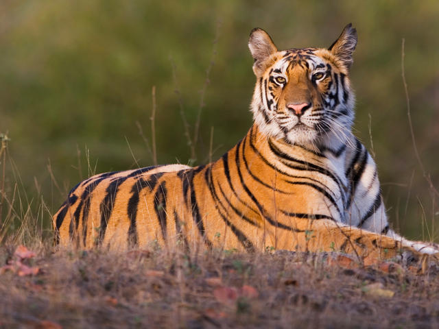 A photo of a tiger.