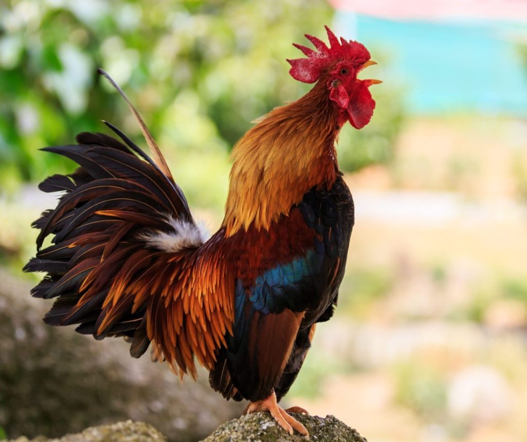 A photo of a rooster.