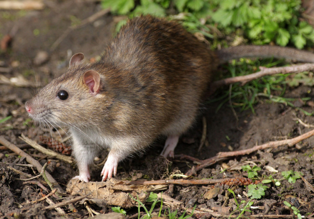 A photo of a brown rat.