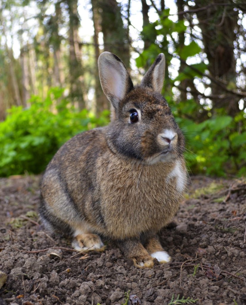 A photo of a rabbit.