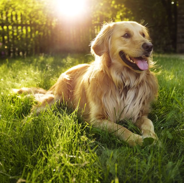 A photo of a dog.