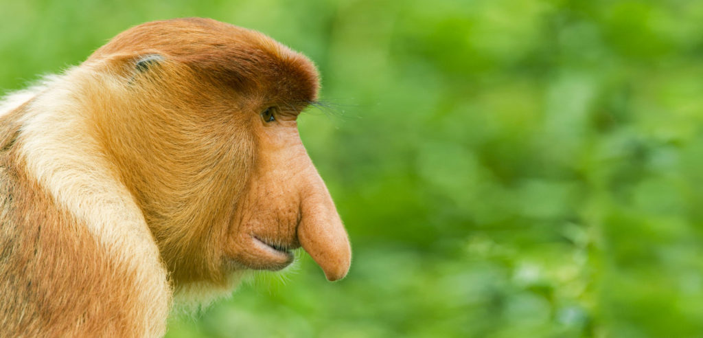 A photo of a proboscis monkey.