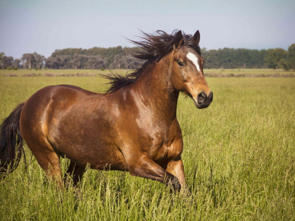 A photo of a horse galloping through a field.