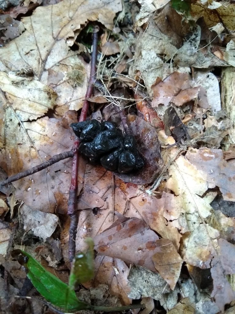 A photo of a clump of ovoid deer droppings.