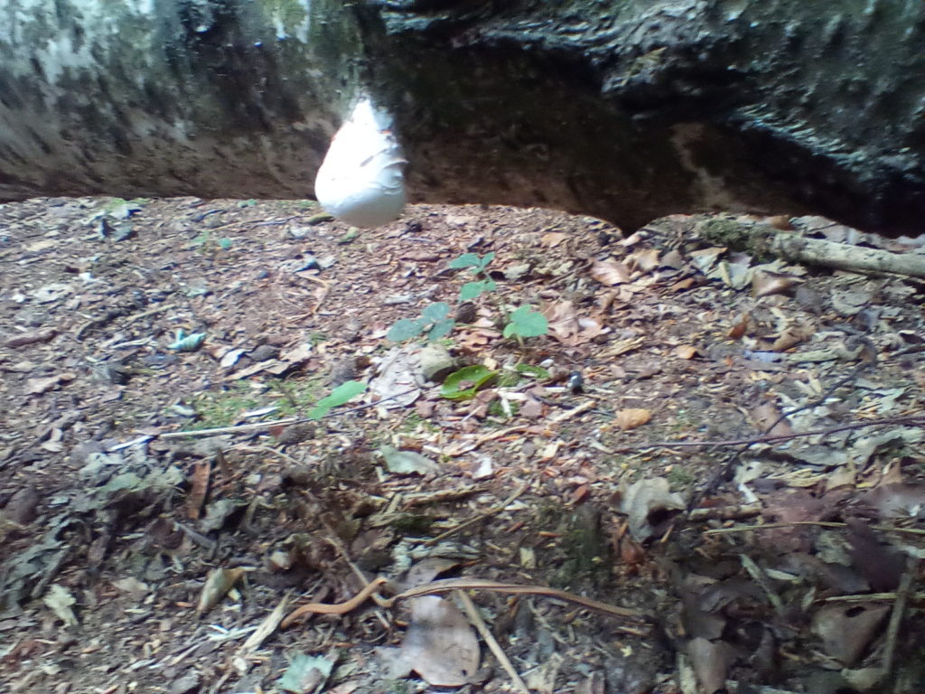 A close up of a single white puffball.