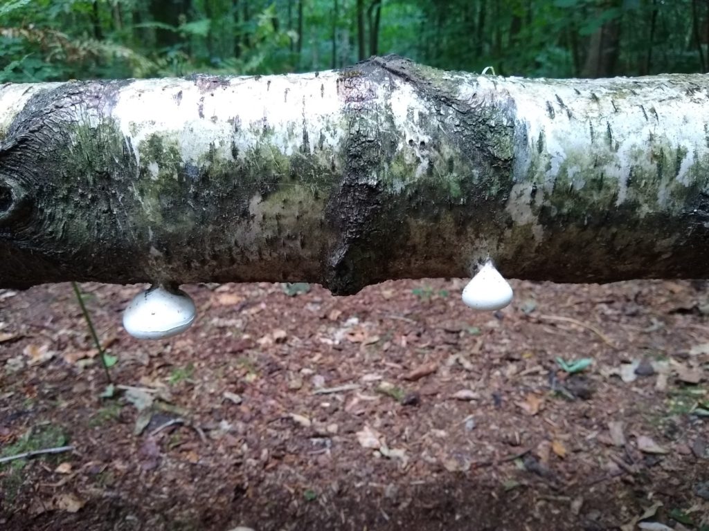 A photo showing two puffballs on the underside of a silver birch log.