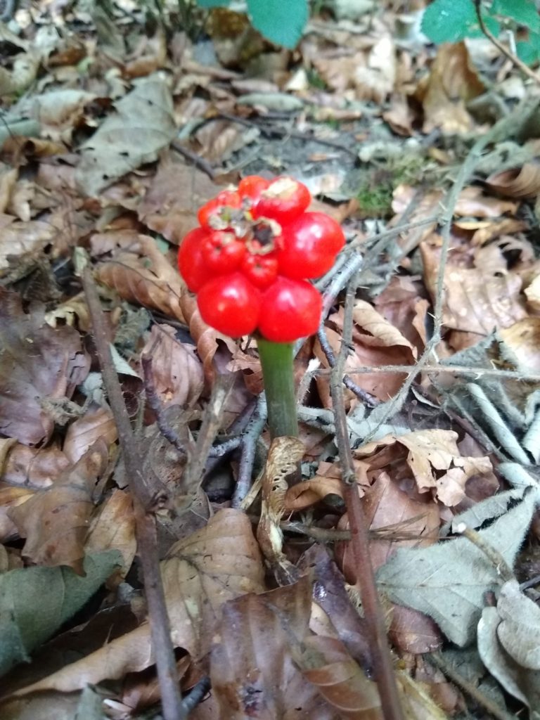 A photo of the red berries on a green stem.