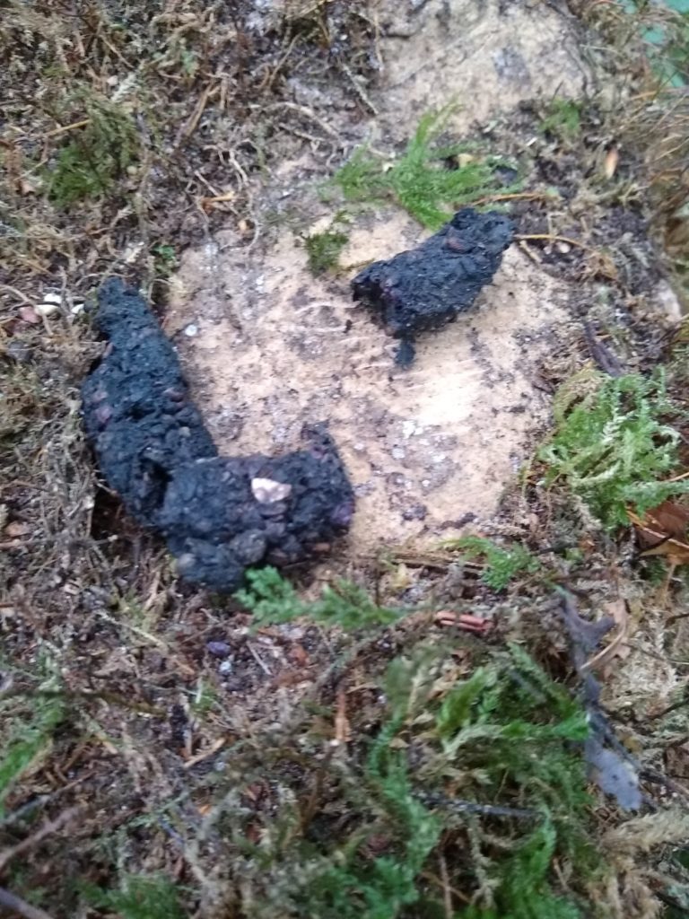 A photo of black fox poo with seeds showing.