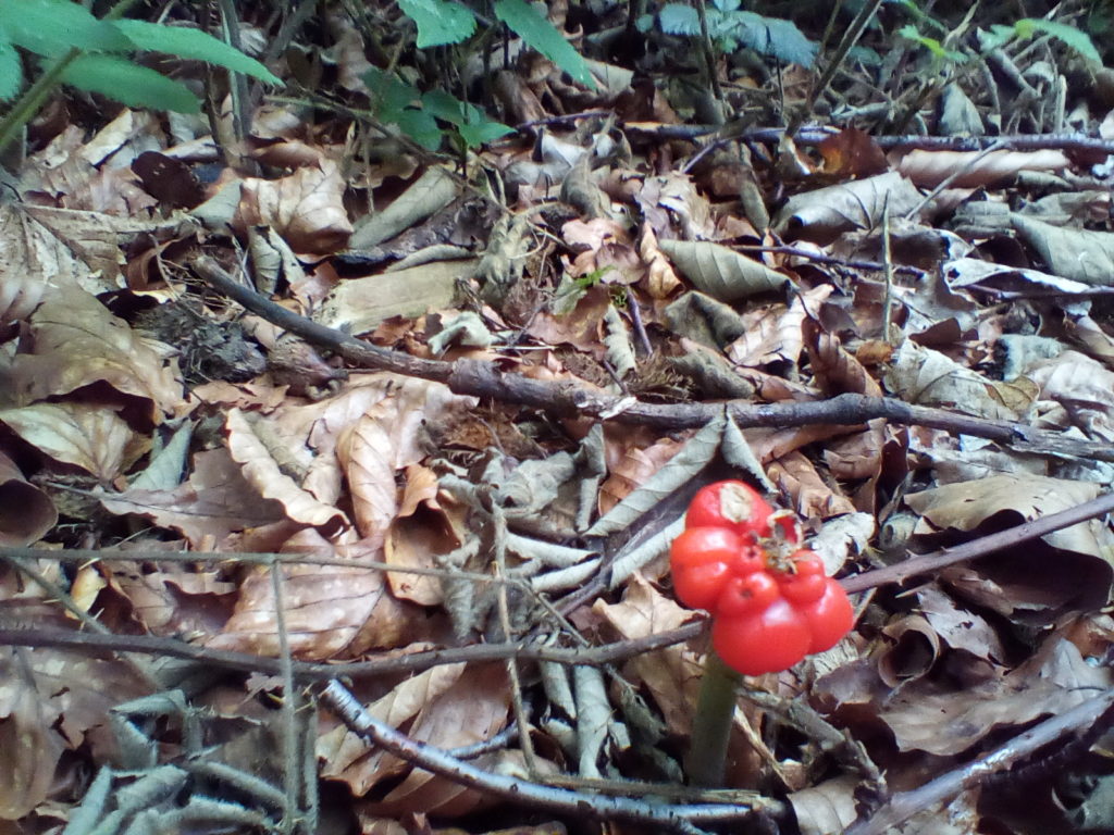 A photo of red berries on a thick green stem.