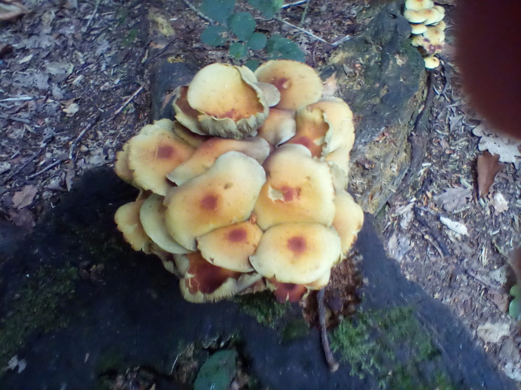 A photo of a cluster of sulphur tufts on a decaying tree stump, as viewed from the top.