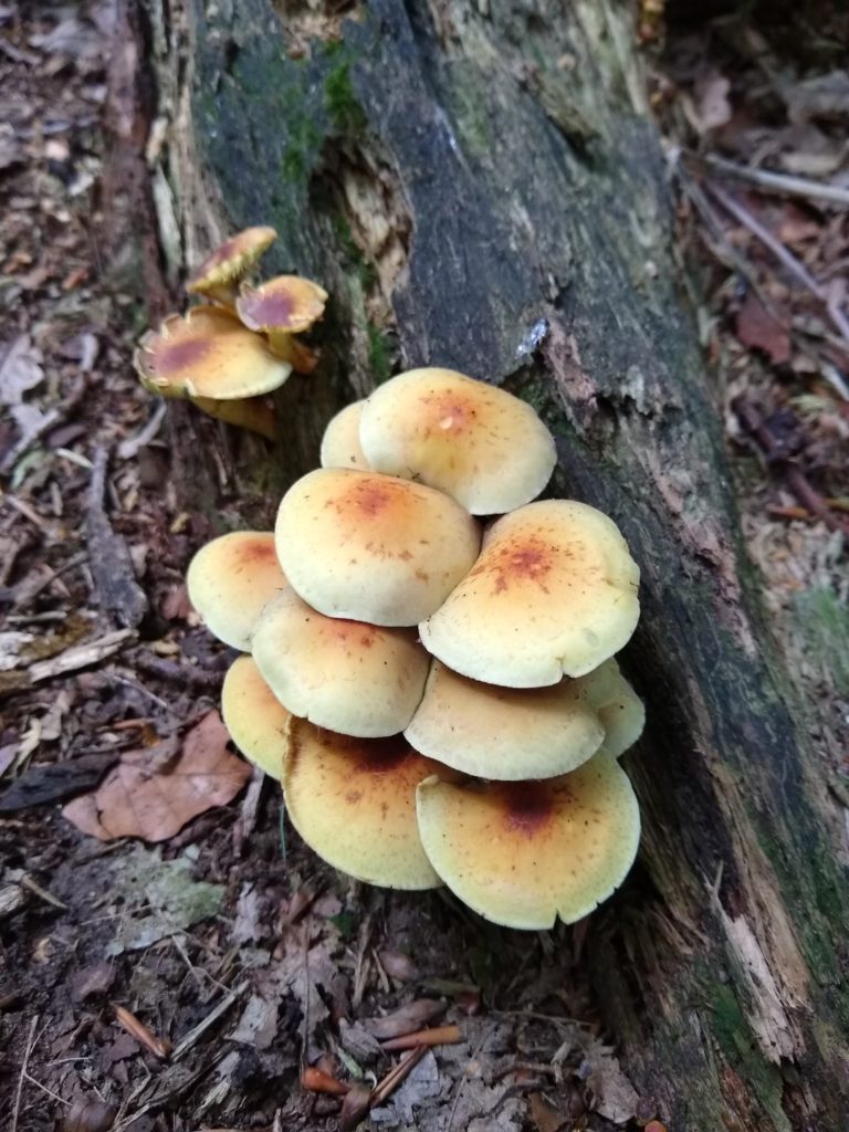 A photo of a cluster of sulphur tufts on a rotting tree stump, as viewed from the side.