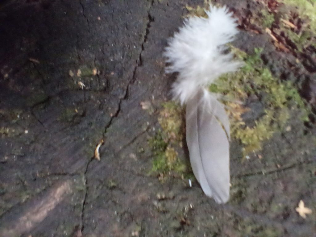 A photo of a grey feather on a tree stump.