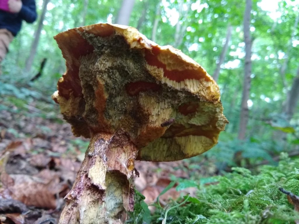 A photo of the underneath of the mushroom, showing the spines.