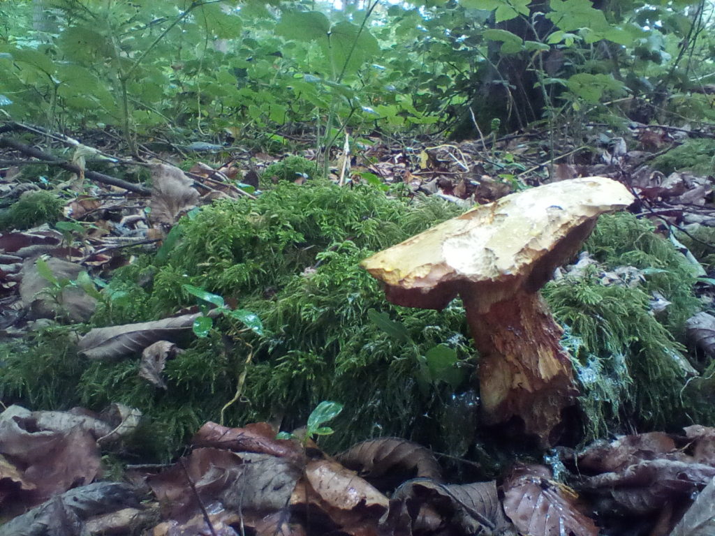 A photo of the side of the mushroom, in front of some moss.