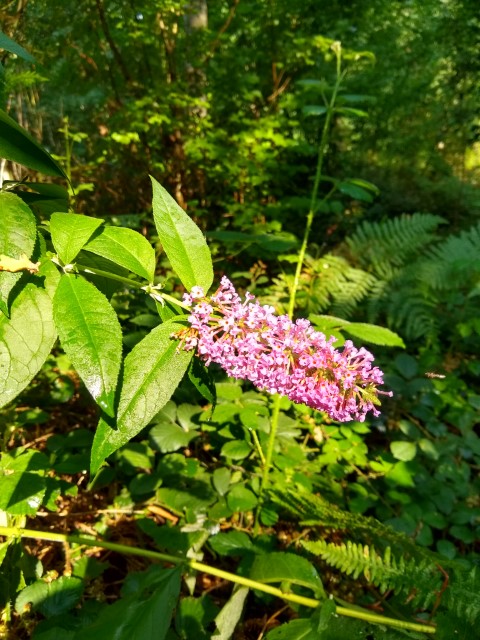 A photo of some pink buddleia.