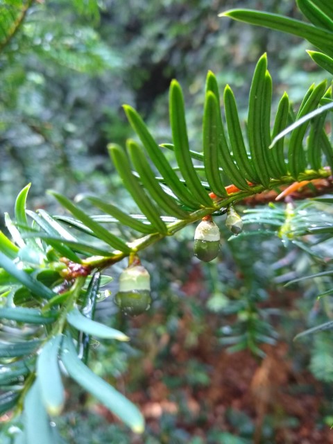 A photo showing the green ovoid structures hanging from the branch.