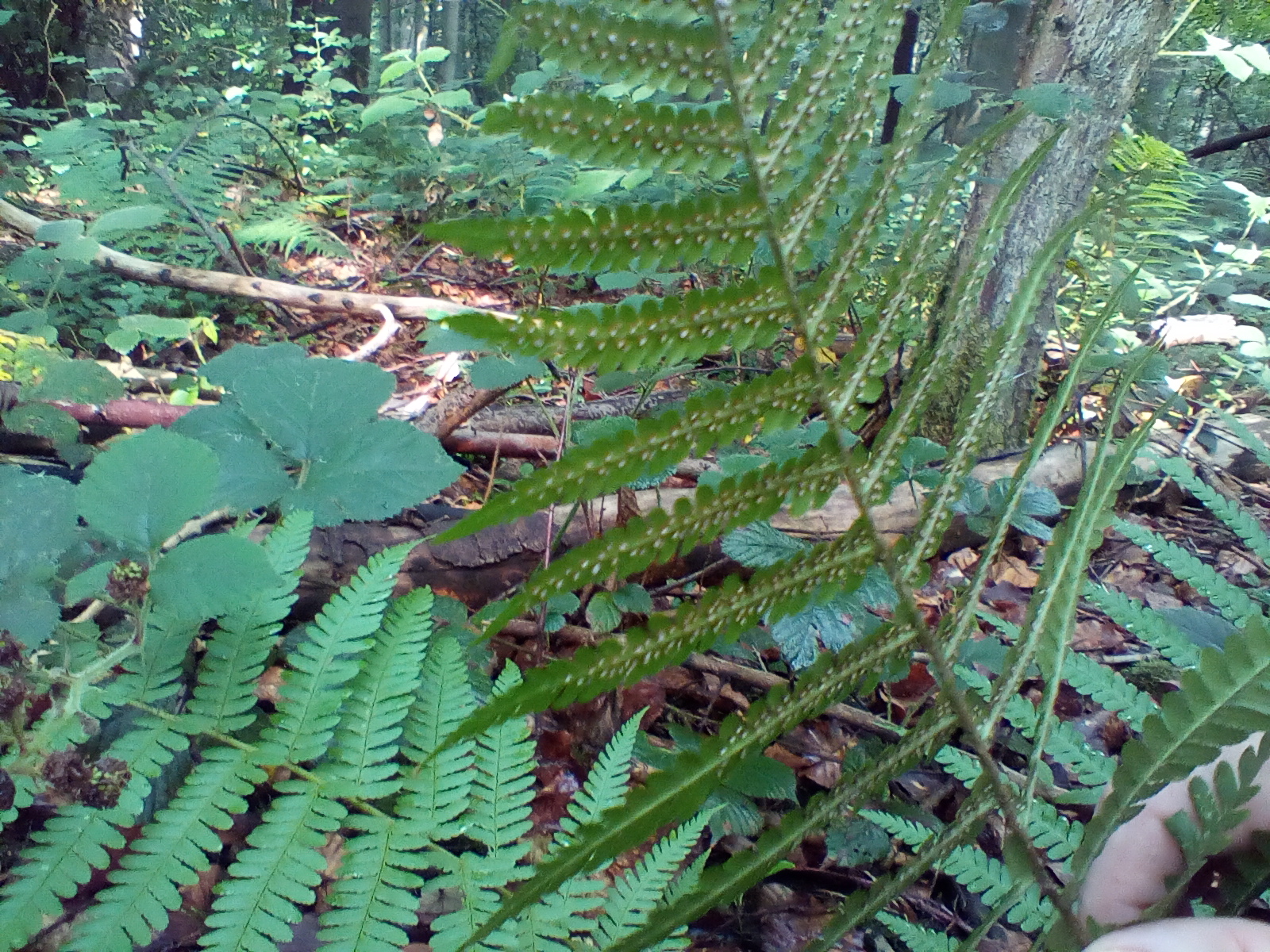 A photo of sori on a wood fern from a far distance.