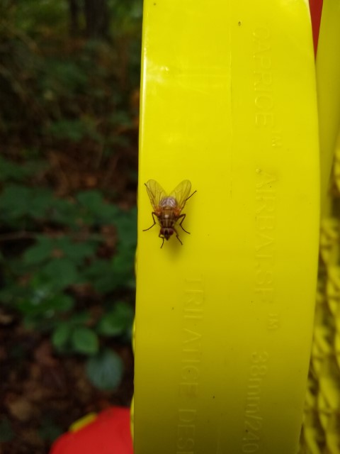 A photo of a bee-like drone fly.