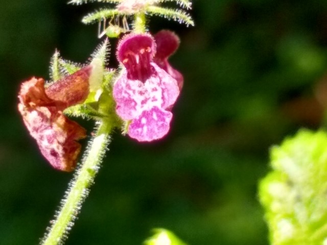 A photo of hedge woundwort with its pink flowers.