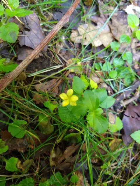 A photo of yellow pimpernel.