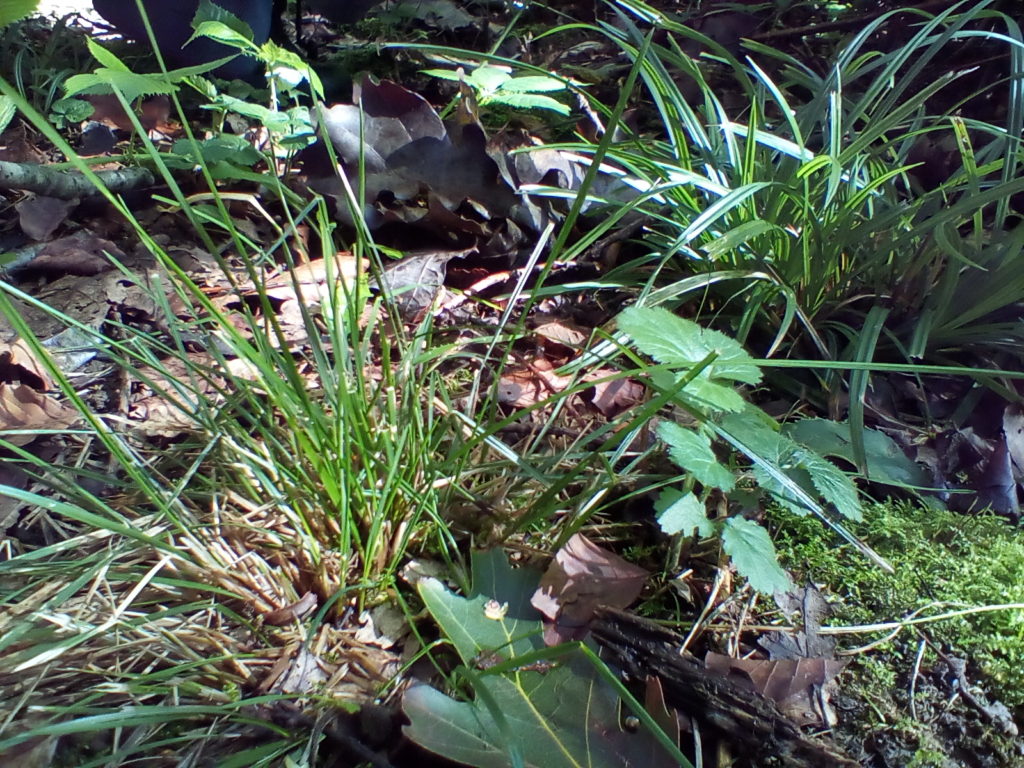A photo of sedge and grass.