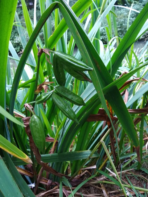 A photo of a green waterside plant with large green seed pods.