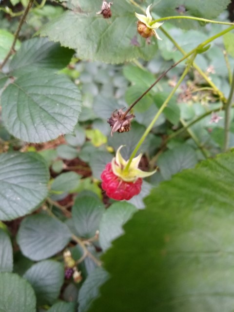 A photo of a raspberry.