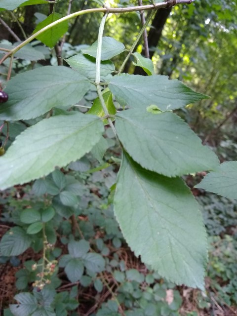A photo of elder leaves.