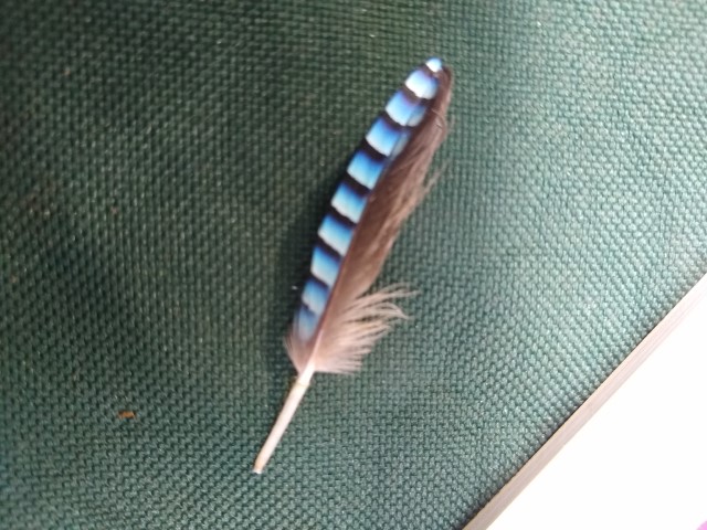 A picture of the blue and black feather.