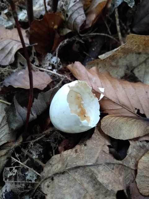 A photo of the wood pigeon egg.